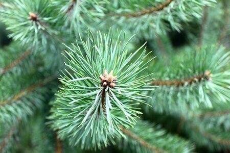 Pine branch with sharp pine needles on background of other pine branches as Christmas background for New Year card with illusion of smell of pineの写真素材