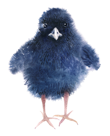 A little fluffy baby of a rail bird. Funny black chick. Watercolor illustration isolated on white background.の写真素材