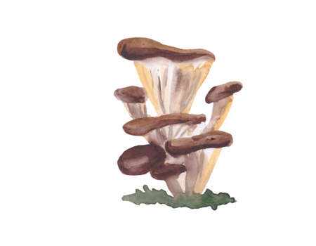 Hand-drawn mushrooms watercolor illustration. Colored photoの写真素材