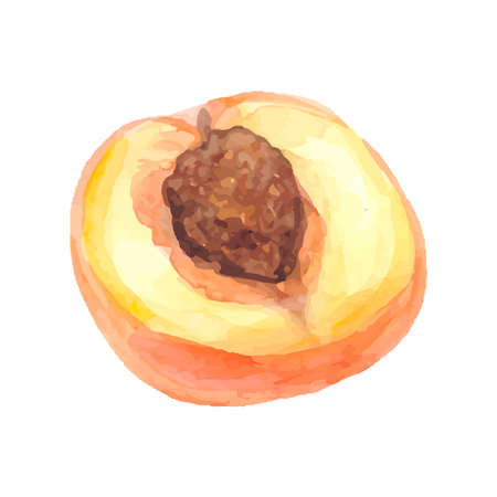 Watercolor peaches set. Hand-drawn vector peach. Sweet fruit drawing. Vector illustrationのイラスト素材