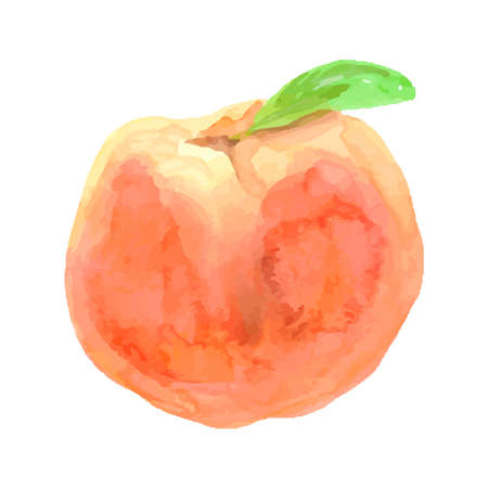 Watercolor peaches set. Hand-drawn vector peach. Sweet fruit drawing. Vector illustrationのイラスト素材
