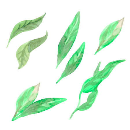 Watercolor peach leaves. Hand-drawn vector green leaf set. Vector illustrationのイラスト素材