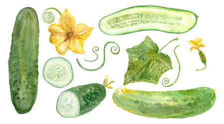 Watercolor cucumbers set. Single isolated elements. High quality photoの写真素材