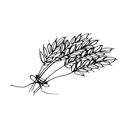 Doodle spikelet of wheat. Black on white. Vector illustrationのイラスト素材