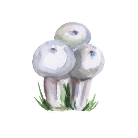 Hand-drawn mushrooms watercolor illustration. Colored photoの写真素材