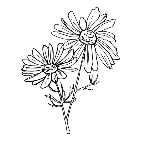 Doodle hand-drawn Chamomile flower. Black on white. Flower decoration. Vector illustrationのイラスト素材