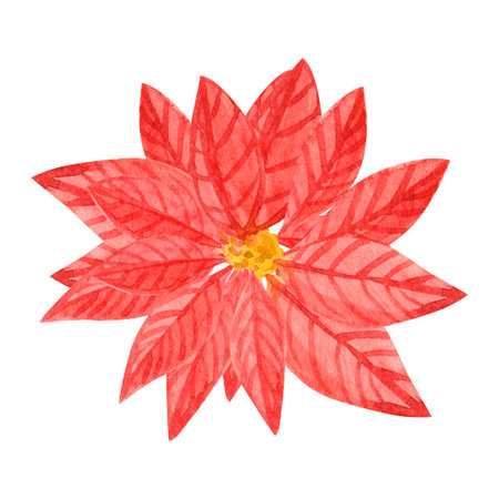Watercolor Christmas poinsettia flower. Winter decoration. High quality illustrationの写真素材