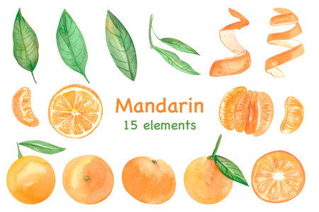 Big set of watercolor mandarins and leaves. Slice of tangerine. High quality photoの写真素材