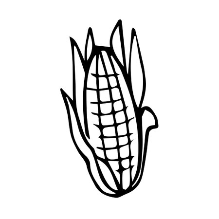 Doodle ear of corn. Hand-drawn food. Vector illustrationのイラスト素材