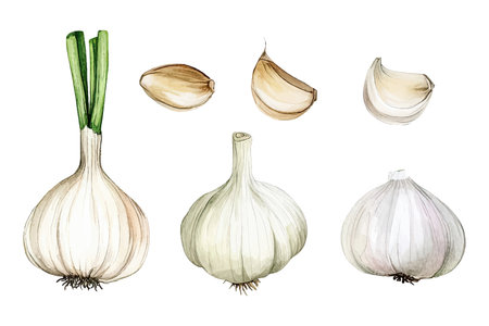 Garlic vector set in watercolor style with whole bulbs and cloves. Hand-painted vegetable illustration.のイラスト素材