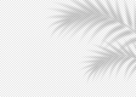 Shadow overlay effect for photo and mockup. Realistic soft blurred shadow of palm tree branches on transparent background. Vector illustration of wall with natural sunlight fallingのイラスト素材