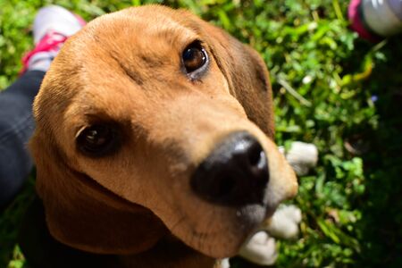 Dog sitting on the grass.の写真素材