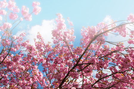 Prunus serrulata also called Hill Cherry, Oriental or East Asian Cherry native to Japan, Korea, China, image with fog filter effectの写真素材