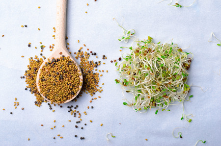 Fresh Green Organic Alfalfa Sprouts on Bright Background, Seed Sprouts, Healthy Superfoodの写真素材