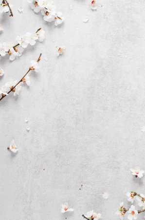 Cherry Tree Blossom, Spring Blossom on Bright Grey Background, Happy Easter, 8 March, Springtime Conceptの写真素材