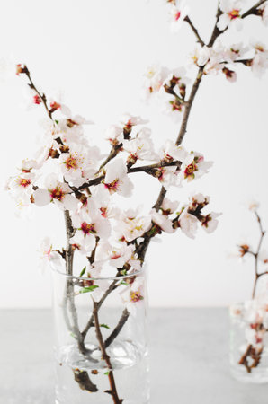 Cherry Tree Blossom, Spring Blossom on Bright Grey Background, Happy Easter, 8 March, Springtime Conceptの写真素材