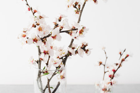 Cherry Tree Blossom, Spring Blossom on Bright Grey Background, Happy Easter, 8 March, Springtime Conceptの写真素材