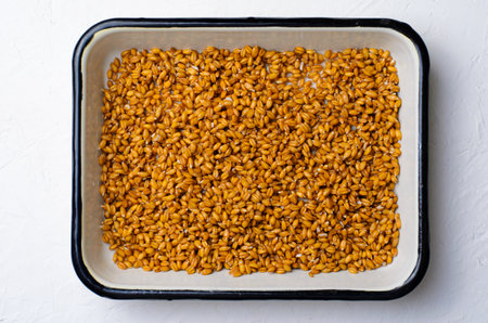 Wheat Sprouts, Sprouted Grains or Germinated Wheat, Healthy Food, Superfoodの写真素材
