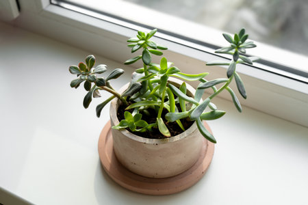 Succulents Planted in a Concrete Pot, Beautiful Houseplants on a Windowsill, Succulent Arrangementの写真素材