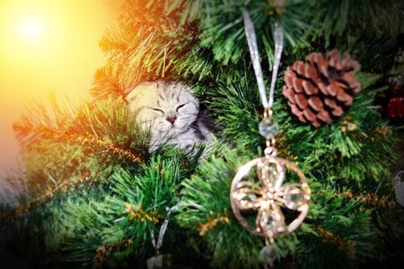 Cute little kitten in Christmas Tree squint closed eyes in the light. Gray striped skottish fold cat hiding in the branches of a pine tree. Macro close up shot for social media post. bannerの写真素材