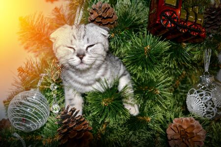 Cute little kitten in Christmas Tree squint closed eyes in the light. Gray striped skottish fold cat hiding in the branches of a pine tree. Macro close up shot for social media post, bannerの写真素材