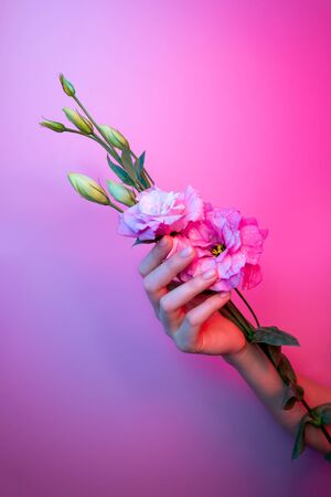 Womans hand hold pink eustoma flower with dew water drops in neon light. Trendy beautiful nude feminine gel manicure on purple ultraviolet fluorescent background. Salon vibrant lisianthus, copy spaceの写真素材
