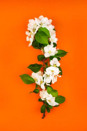 White flowers branch with green leaves on orange background vertical composition. Beautiful apple, cherry or apricot greenery blossom. Summer, spring wild garden bouquet isolated on redの写真素材