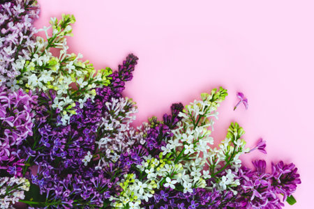 Lilac purple and white blooming flowers on bright pink background. Summer, spring concept...