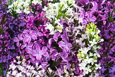 Rustic lilac flower pattern background for decorative design. Elegant floral summer green garden...