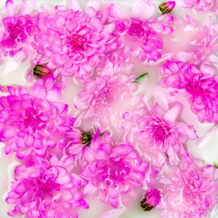 Pink chrysanthemum flowers in milk bath flat lay. Fresh summer, spring creative wallpaper. Beautiful blossom nature backgroundの写真素材