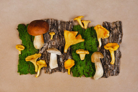 Chanterelles and white mushroom boletus flatlay. Tree bark and moss on craft beige background....