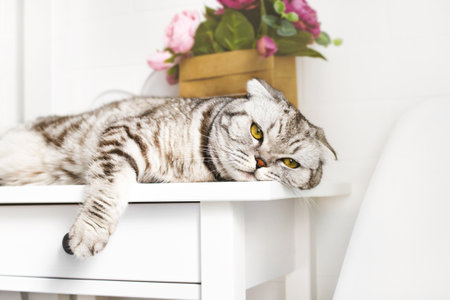 Portrait of scottish fold cat lies on a white nightstand table. Young resting gray pet, yellow eyes relaxの写真素材
