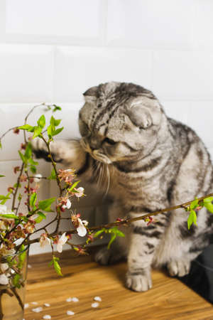 Young curious cat smell, play with blooming greenery flower branch. Springtime vertical conceptの写真素材