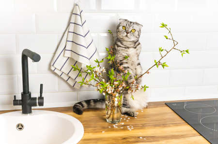 Curious cat interested in a flower branch. Gray striped pet stands on his hind legs and watches blooming greenery in a kitchenの写真素材