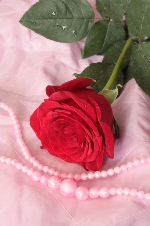 red rose over pink backgroundの写真素材