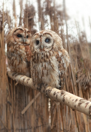 pair of owls on a perchの写真素材