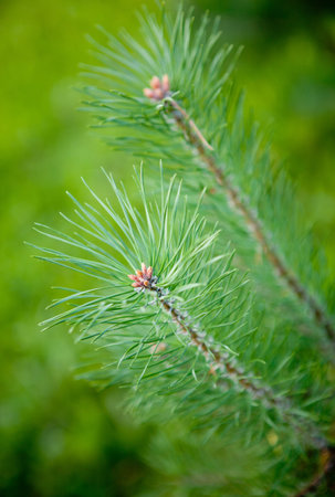 close up of fir needle