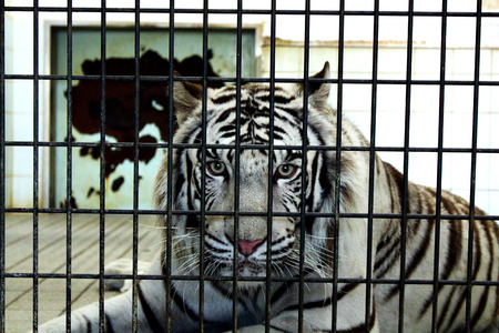 White Tigerの写真素材