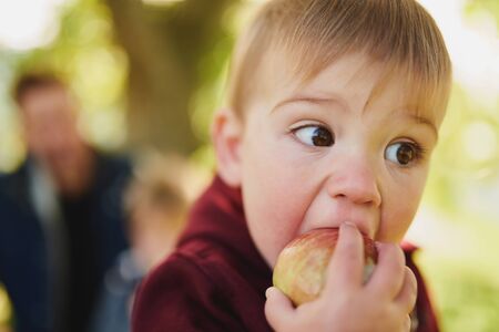 baby girl taking a big bite of an apple during apple pickingの写真素材
