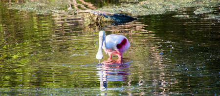 Roseate Spoonbill in water facing the cameraの写真素材