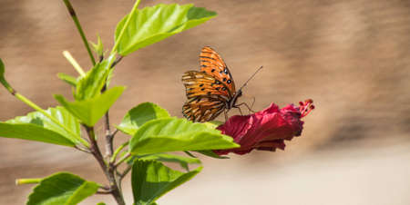 Gulf Fritillary Butterfly on a Hibiscus flowerの写真素材