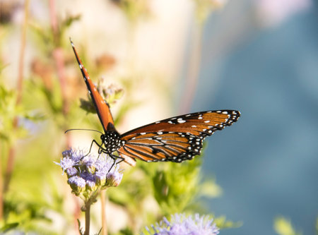 Monarch butterfly on purple flower with nature background