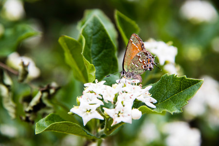 Juniper Hairstreak butterfly on Bluet flowers
