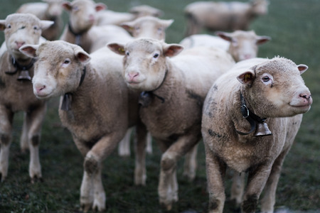 flock of sheepsの写真素材