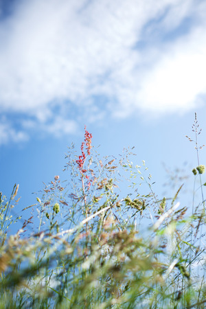 Flowers and blue skyの写真素材
