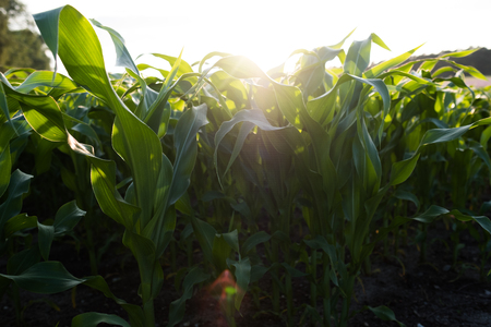 Corn field with backlightの写真素材