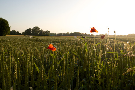 Meadow with poppiesの写真素材