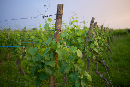 Wine field in Italyの写真素材
