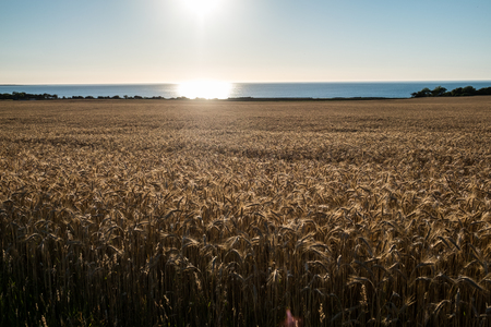 Sun above sea and cornfield in Swedenの写真素材