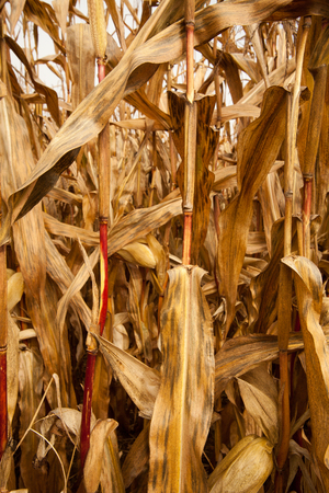 cornfieldの写真素材